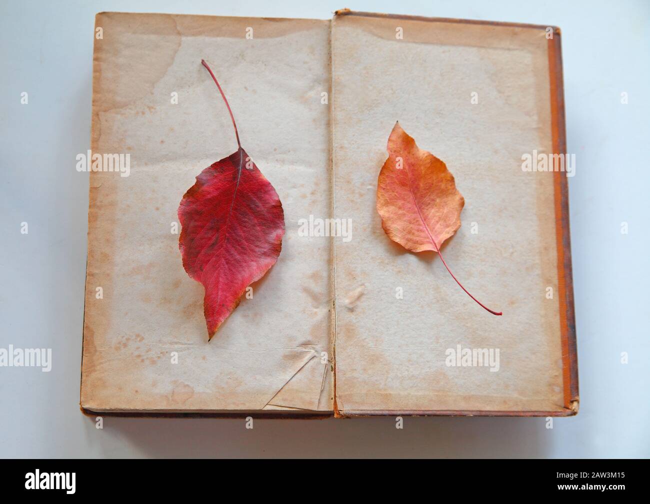 Bunte Herbstblätter auf fleckigen leeren Seiten eines alten Buches Stockfoto