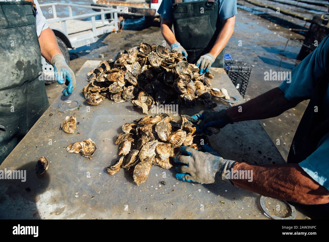 Oystermen untersuchen ihren reichen Fang Stockfoto