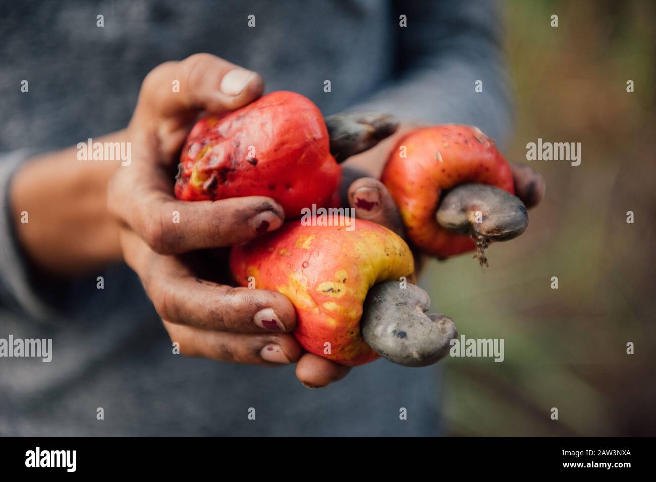 Eine Frau zeigt eine frische Cashew-Ernte Stockfoto