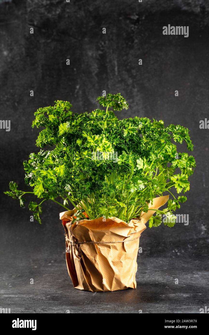 Frischer Petersilie Topf auf dunklem Hintergrund, vertikale Zusammensetzung Stockfoto