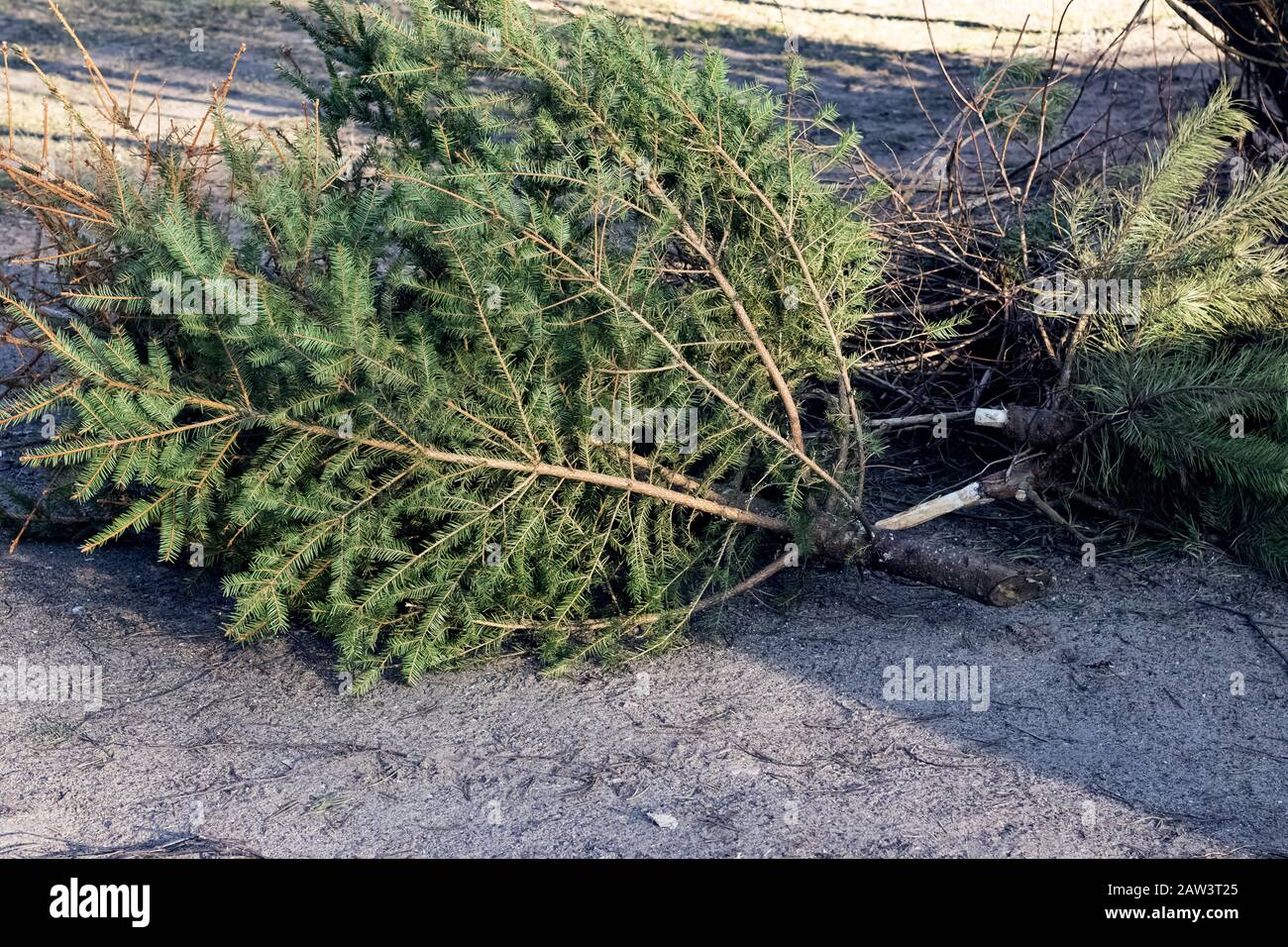 Weihnachtsbäume nach dem neuen Jahr geworfen Stockfoto