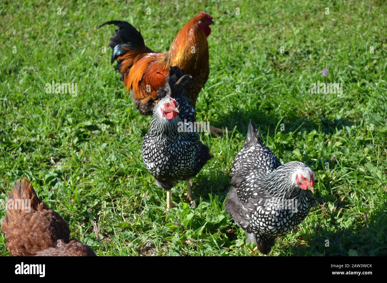 Goldener Rooster Mit silberfarbenen, Geschnürten Wyandotte-Hühnern Stockfoto