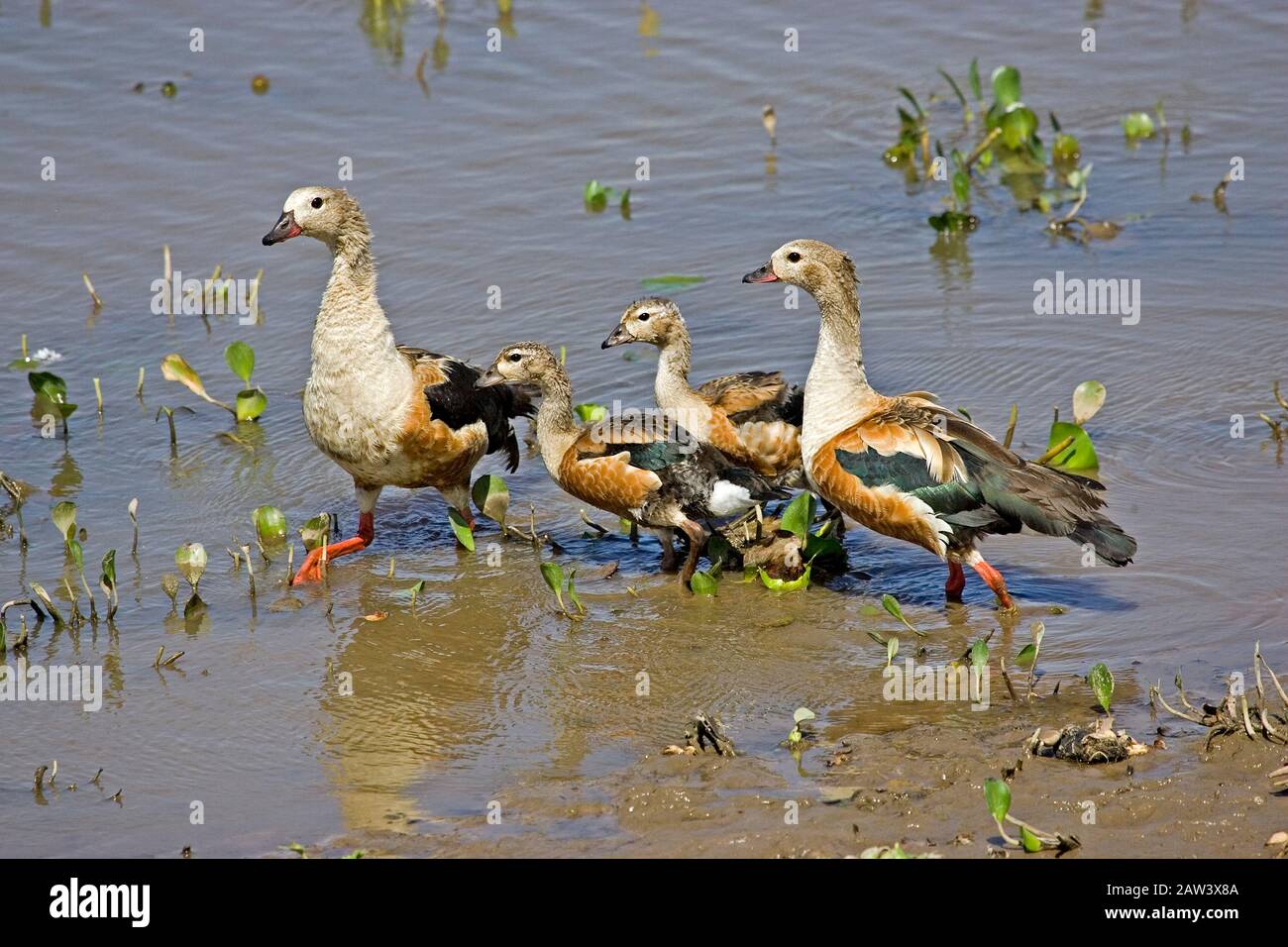 Orinoco Goose, neochen jubata, Paaren sich mit Küken, die in Wasser stehen, Los Lianos in Venezuela Stockfoto