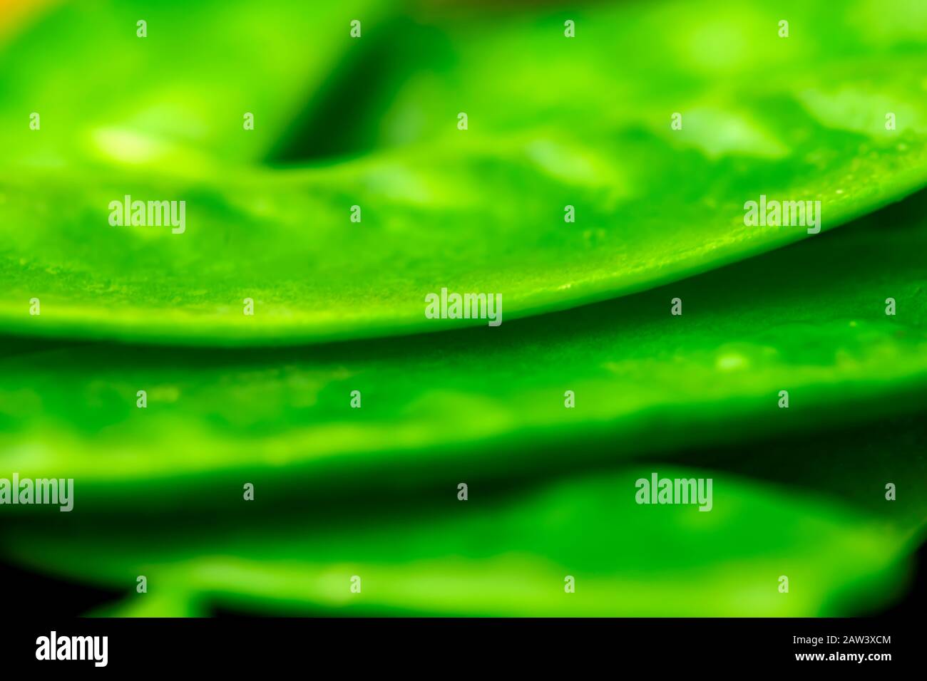 Grüner Hintergrund aus saftigen Mangetout-Erbsen mit extrem selektivem Fokus für Kopier- und Postertext Stockfoto