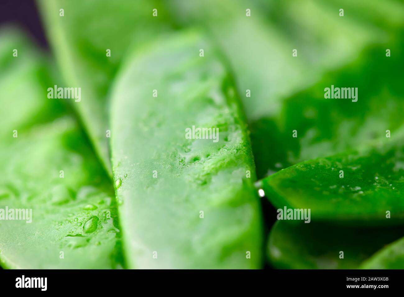 Grüner Farbhintergrund aus saftigem Mangetout mit Wassertropfen extremer selektiver Fokus für Kopier- und Postertext Stockfoto
