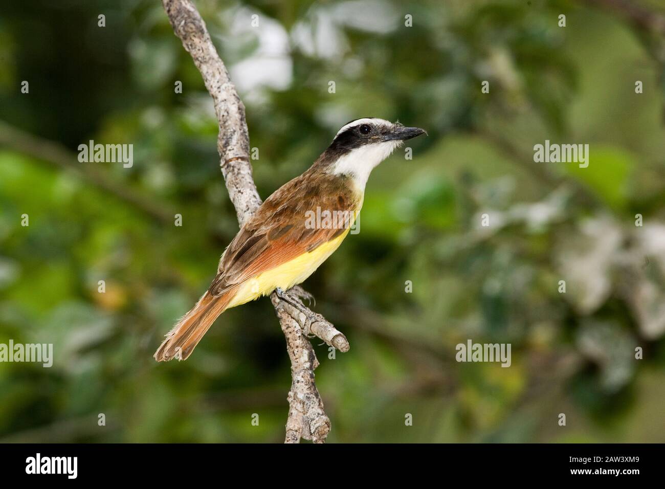 Great Kiskadee, Pitangus sulfuratus, Erwachsener, der auf Zweigstellen steht, Los Lianos in Venezuela Stockfoto