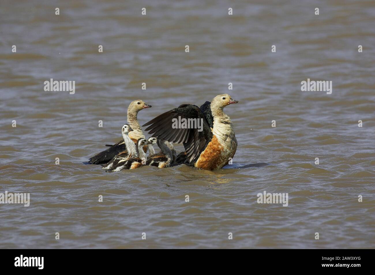 Orinoco Goose, neochen jubata, Paaren sich mit Küken, die in Wasser stehen, Los Lianos in Venezuela Stockfoto