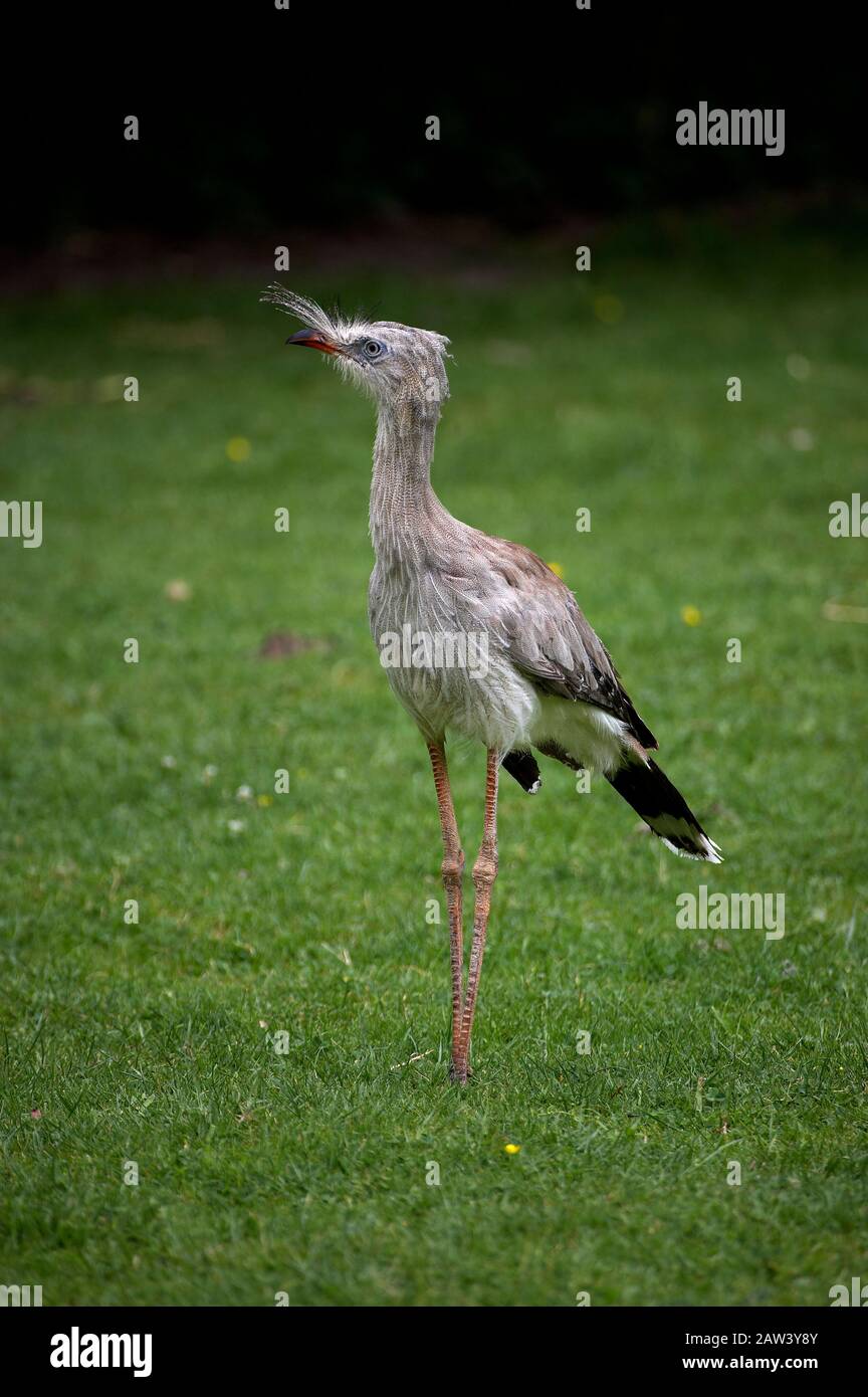 Rot-Legged Seriema, Kariama Cristata, Erwachsener steht auf Gras Stockfoto