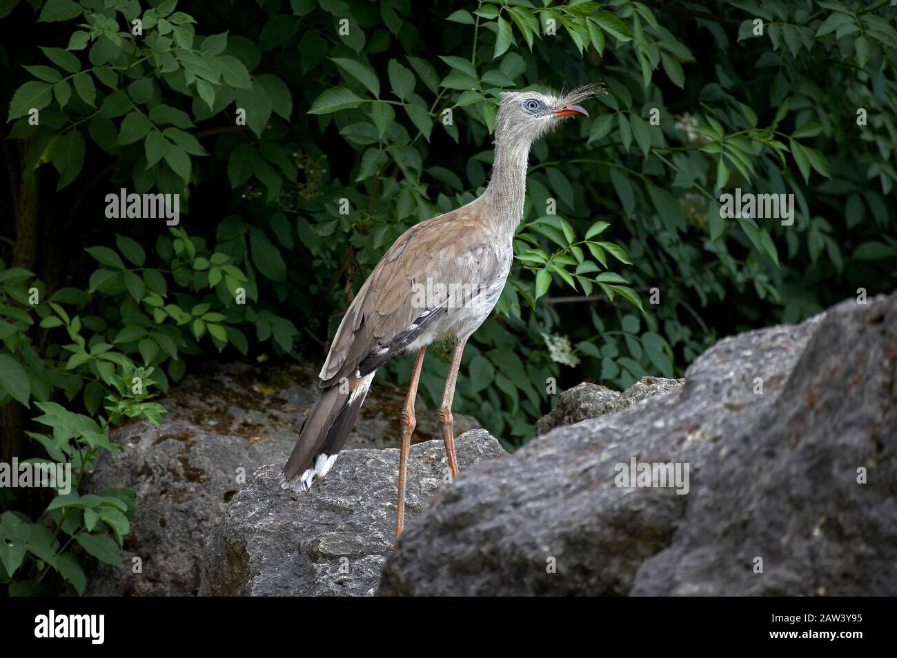 Rot-gelungene Seriema, Kariama Cristata, Erwachsene stehen auf Rocks Stockfoto