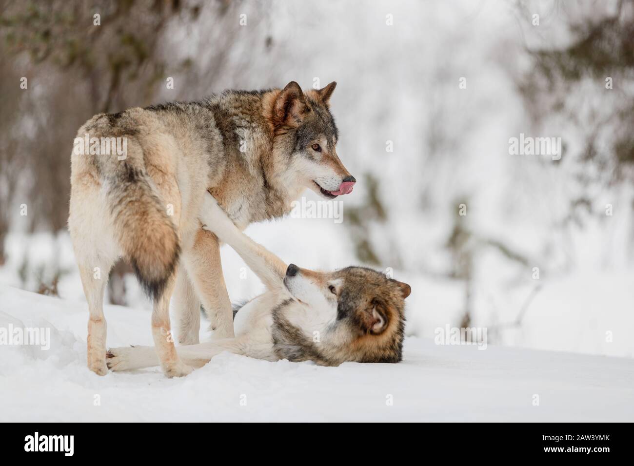 Eurasische Wölfe rauhend auf Schnee im Naturpark Stockfoto