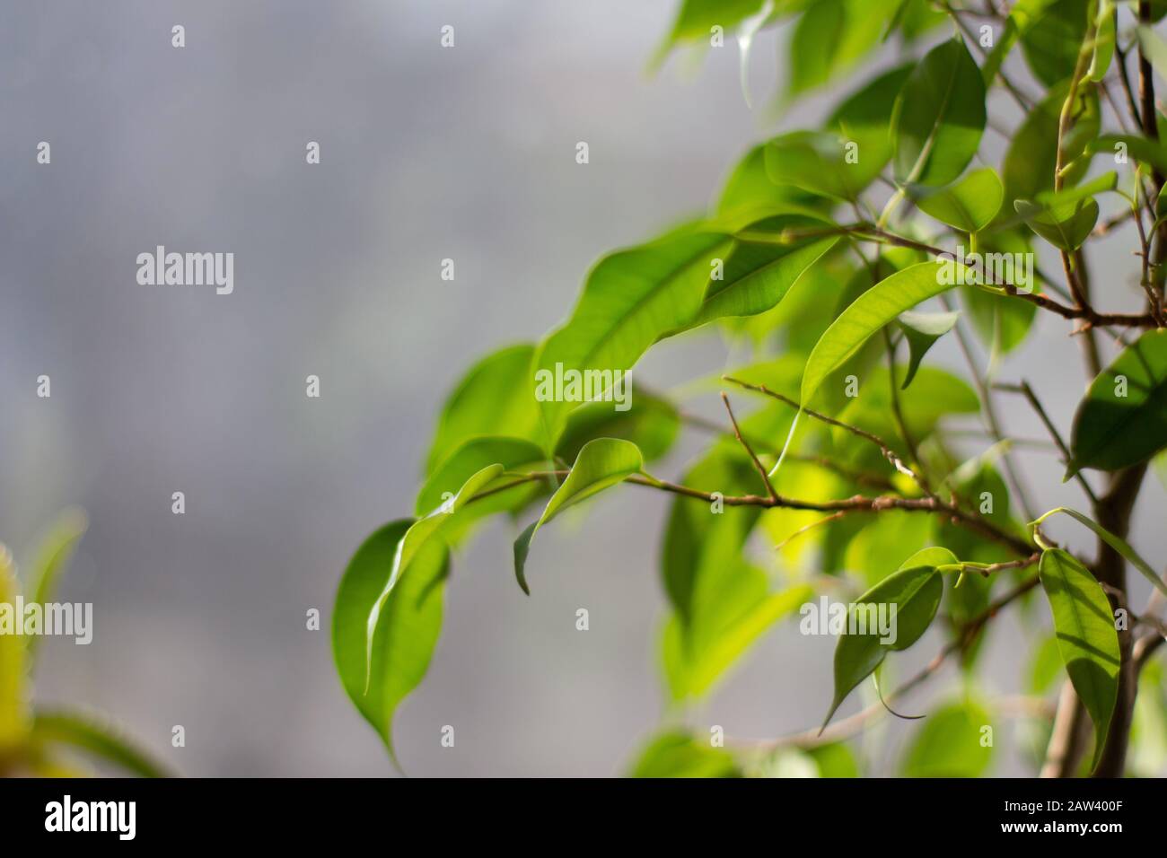 Ein Zweig eines Baumes mit grünen Blättern auf dem Hintergrund des Frühlingshimmels Stockfoto