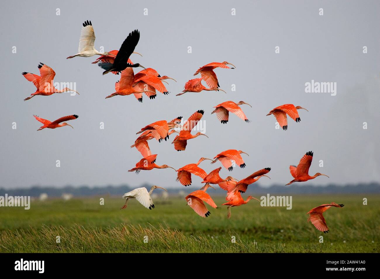 Scarlet Ibis, Eudocimus Ruber Gruppe im Flug über dem Sumpf, Los Lianos in Venezuela Stockfoto