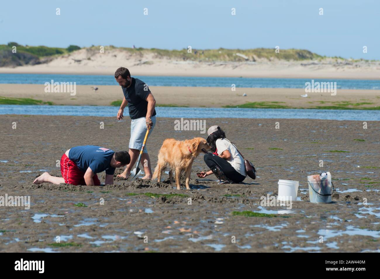 Lincoln City, Oregon, USA - August 21.2015: Echte Menschen und ihr Hund graben im Siletz Bay Park in Lincoln City an der Küste von Oregon nach Muscheln. Stockfoto