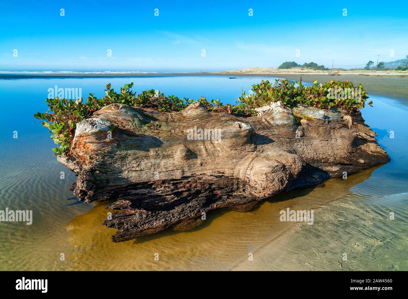 Ein großes Stück Treibholz liegt in den ruhigen Gewässern der Siletz Bay Wildlfie Refuge Waters an der Oregon Coast Stockfoto