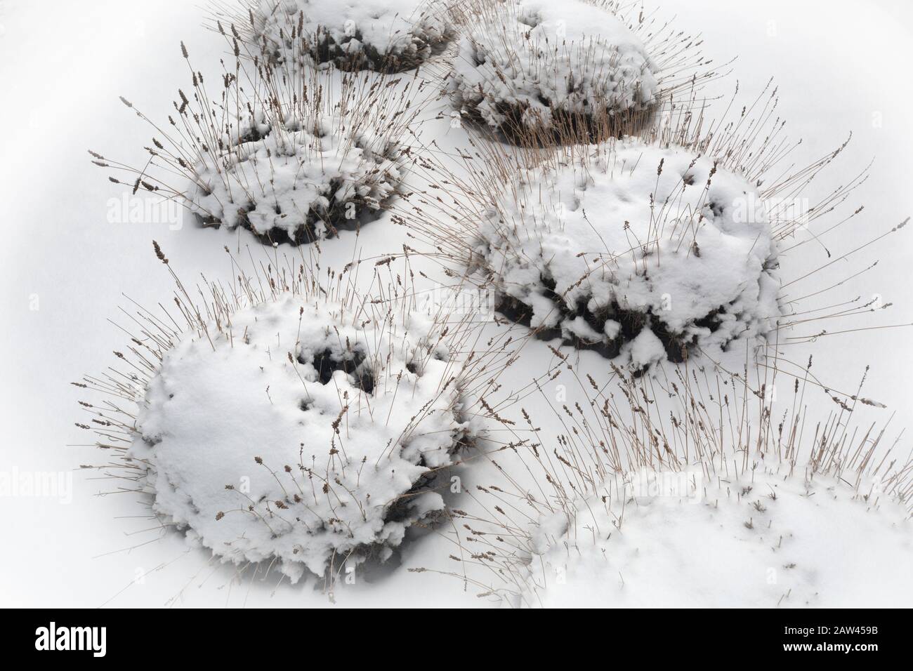 Ein Landschaftsgarten mit Ziergräsern ist mit einem leichten Schneemantel überzogen. Stockfoto