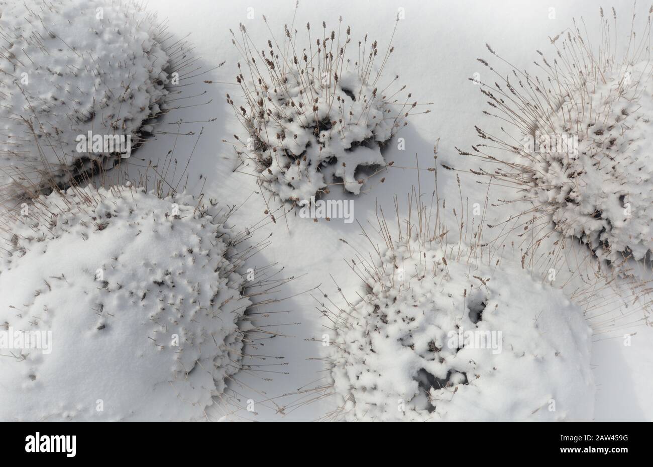 Ein Landschaftsgarten mit Ziergräsern ist mit einem leichten Schneemantel überzogen. Stockfoto