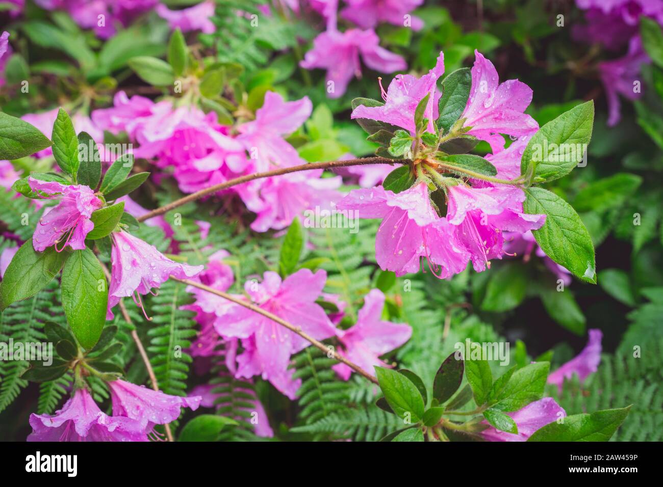 Violette Azalea Blumen mit Farnblättern und Wassertropfen Stockfoto