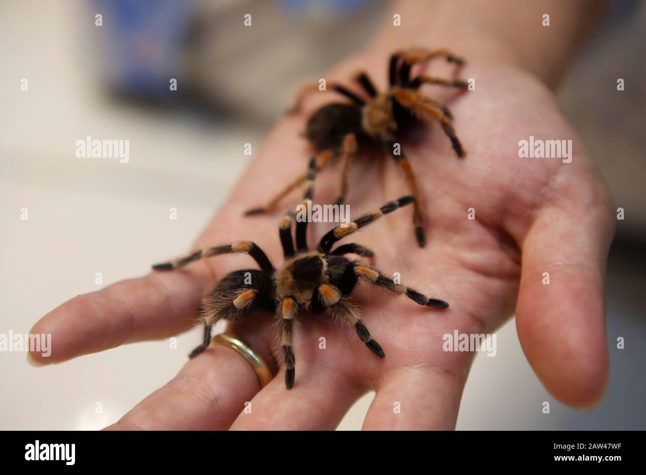 Aldo Tan (30) zeigt in Lampung, Indonesien, Tiertarantulen mit