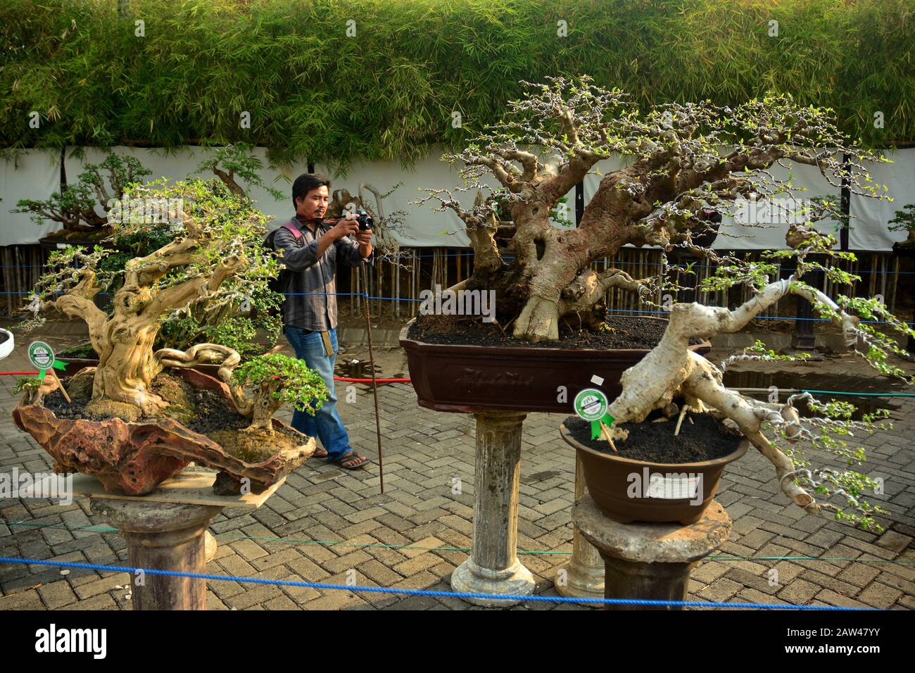 Ein Indonesier, der beim Bonsai-Wettbewerb in Jember, East Java, Indonesien, am Mittwoch, 21. August 2019 mit einer Kamera fotografiert wurde. Im Kunstwettbewerb zwergen die Pflanzen diese Pflanzen neben Leistungsveranstaltungen auch als Veranstaltungsort für Umweltförderung und gesteigerte Kreativität für die Kreativwirtschaft der Bonsai-Kunst Stockfoto