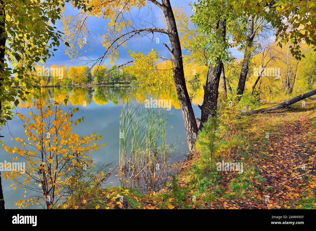 Malerische Herbstlandschaft am See - Fußweg in der Nähe des Wassers mit goldenen trockenen Blättern bedeckt. Sonniger, warmer oktobertag mit blauem Himmel, weiße Wolken sind wieder da Stockfoto