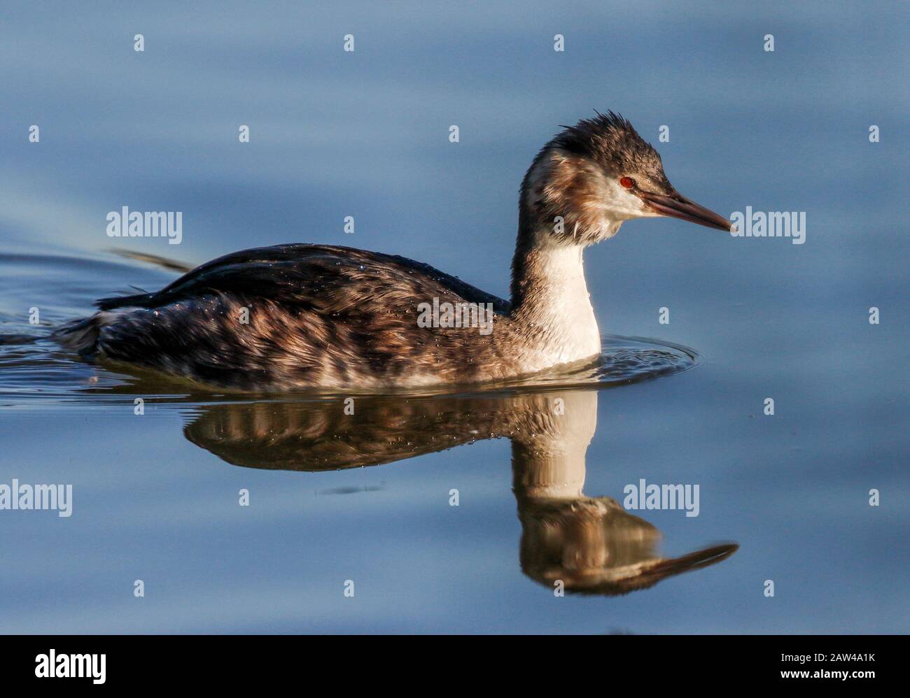 Haubentaucher (Podiceps Cristatus) Stockfoto