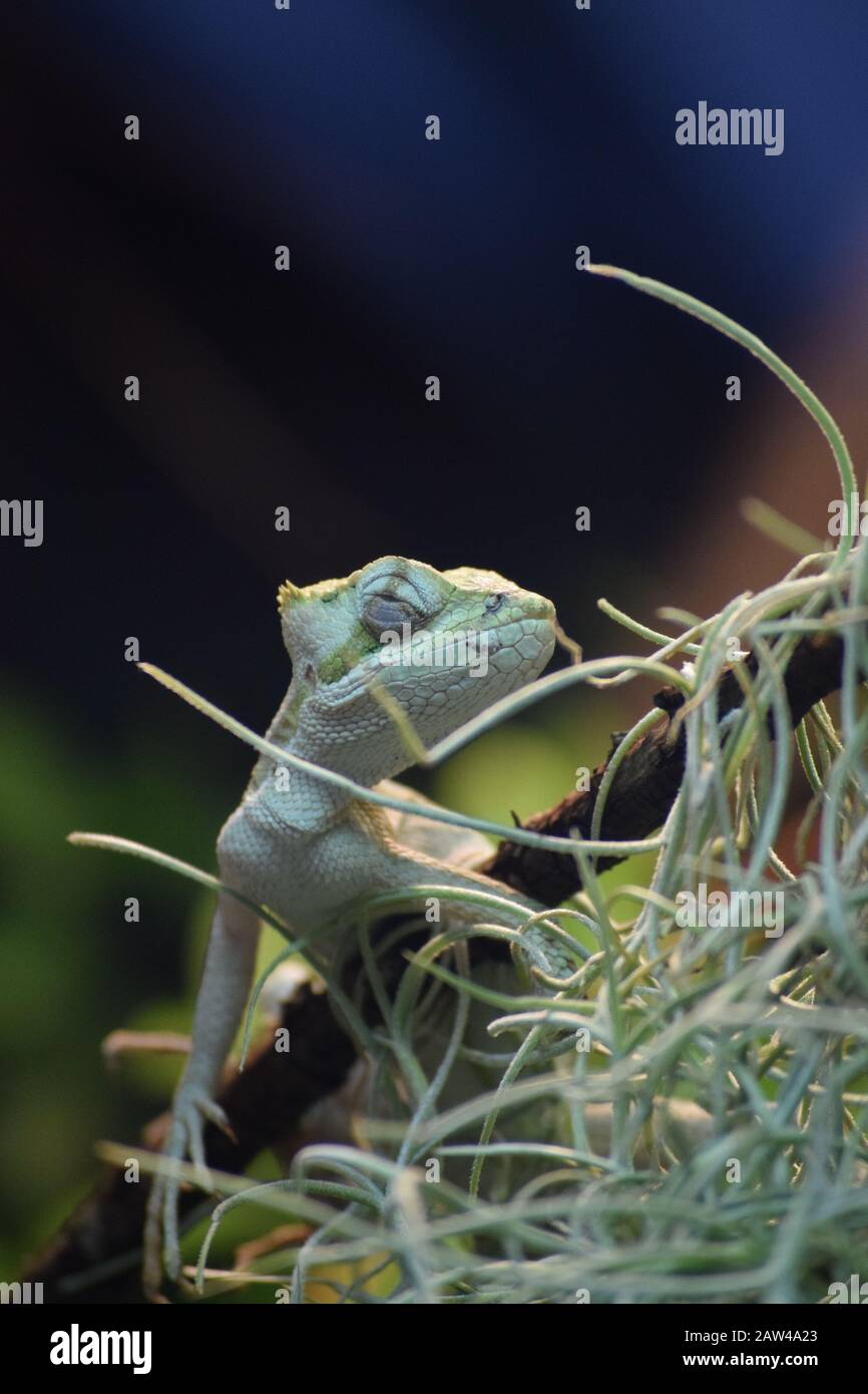Reptilien mit halbgeöffneten Augen Stockfoto