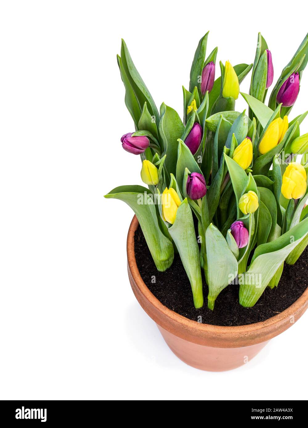 Hausgemachte gelbe und violette Tulpen im Blumentopf isoliert auf Weiß Stockfoto