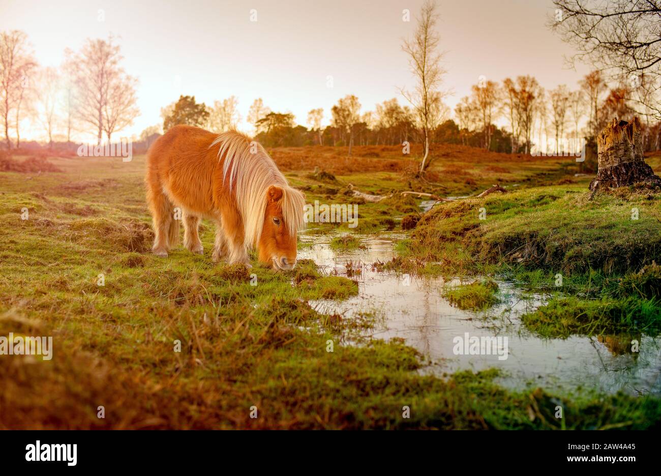 Ein wunderschönes braunes Shetland-Pony, das von einem Bach auf dem Canada Common Heathland Schutzgebiet im neuen Wald gegen einen herrlichen Winter-Sonnenuntergang füttert. Stockfoto