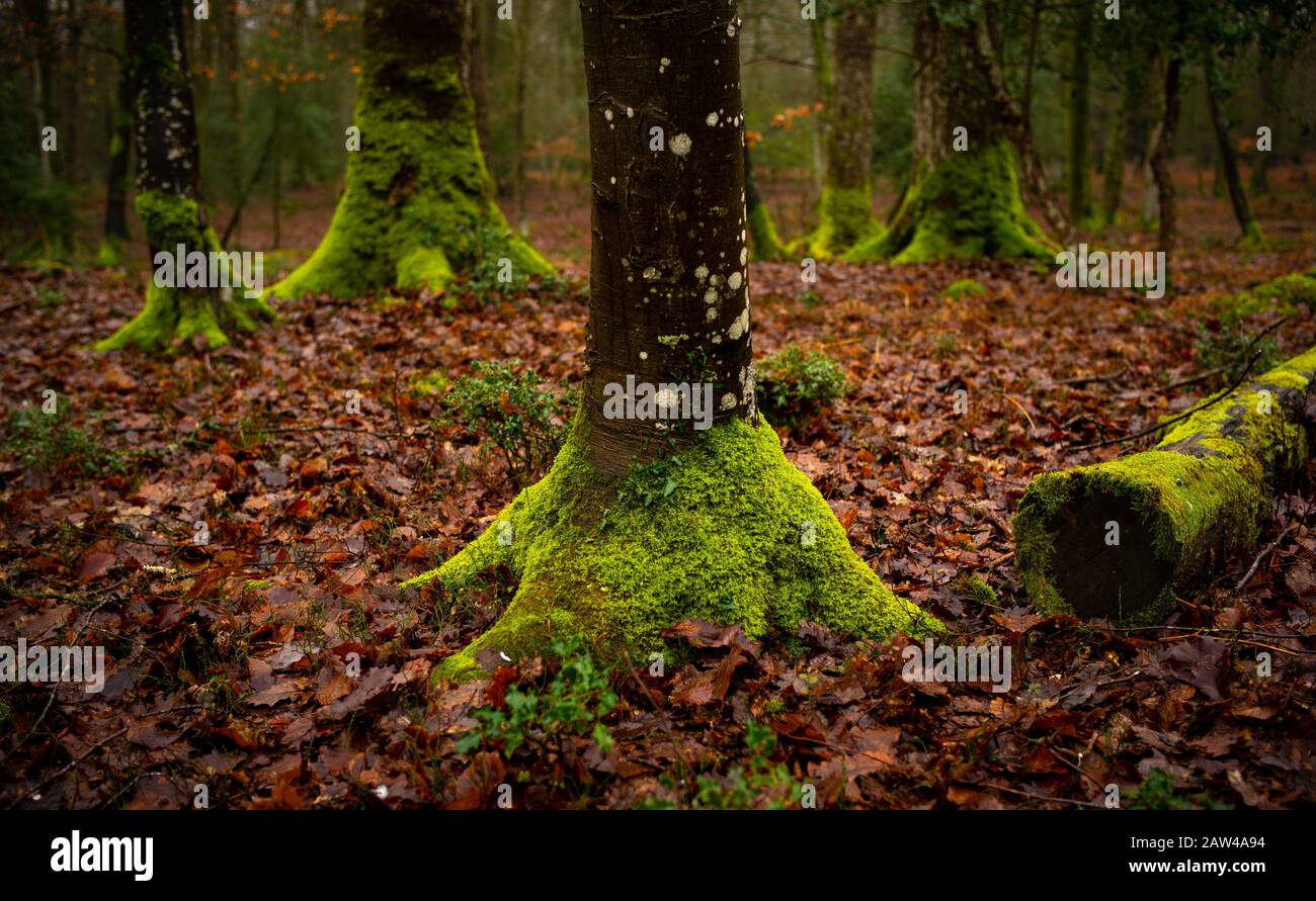 Das grüne Moos klettert und wächst um die Wurzeln und Fußflächen von Bäumen im neuen Wald, die gegen die orangefarbenen Blätter des Waldbodens zusammenstoßen. Stockfoto
