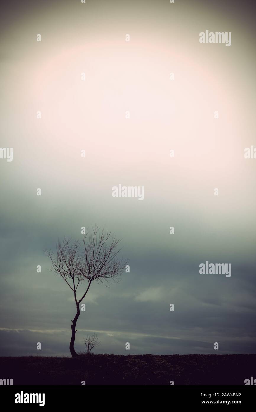 Minimalismus im Naturbaum auf einem Hügel eine ländliche Landschaft Stockfoto