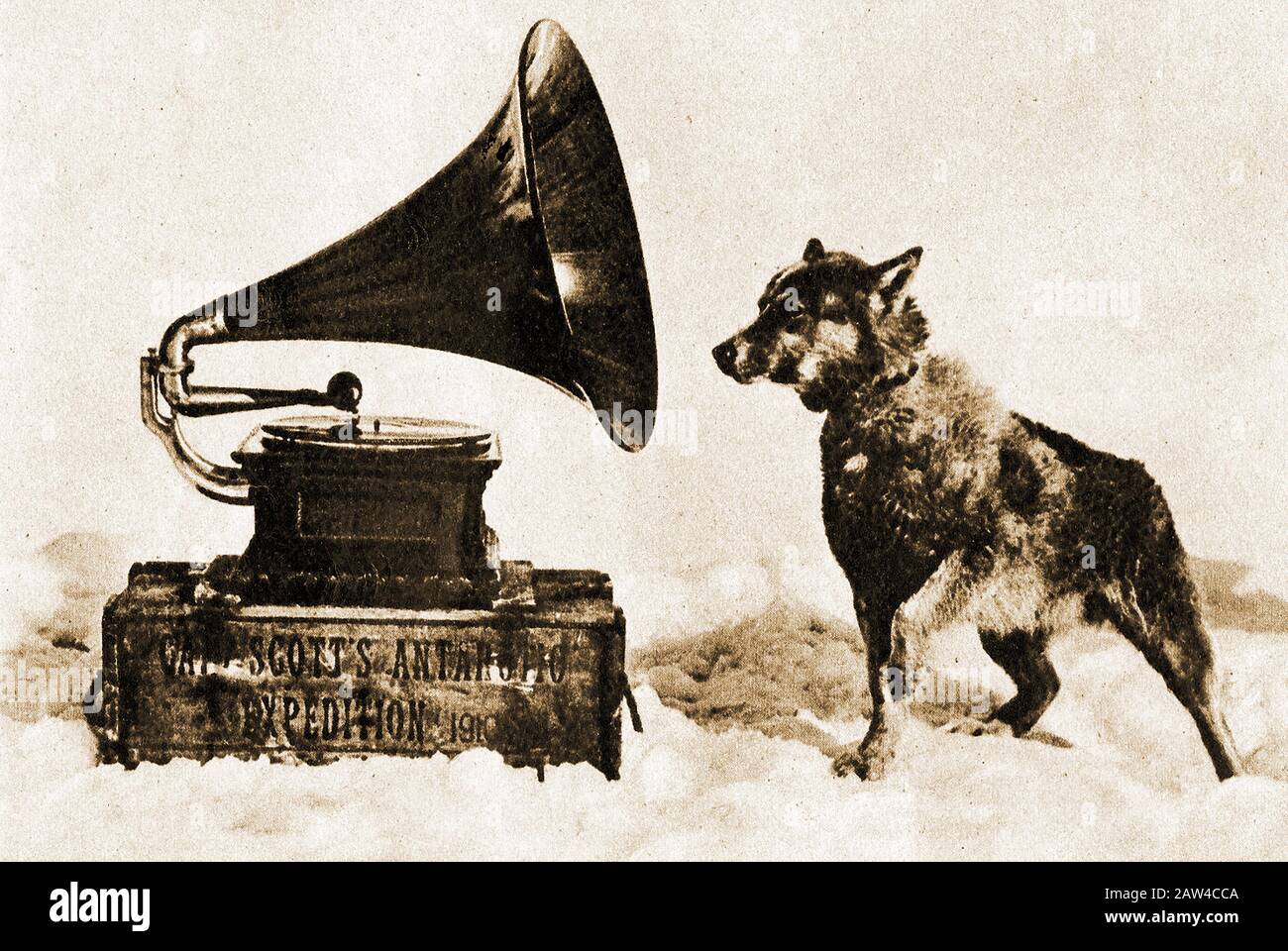 1910-1913 Terra Nova Expedition . Einer der Schlittenhunde von Kapitän Scott, der ein Grammophon in der Nähe des Südpols hört. antarktis Stockfoto