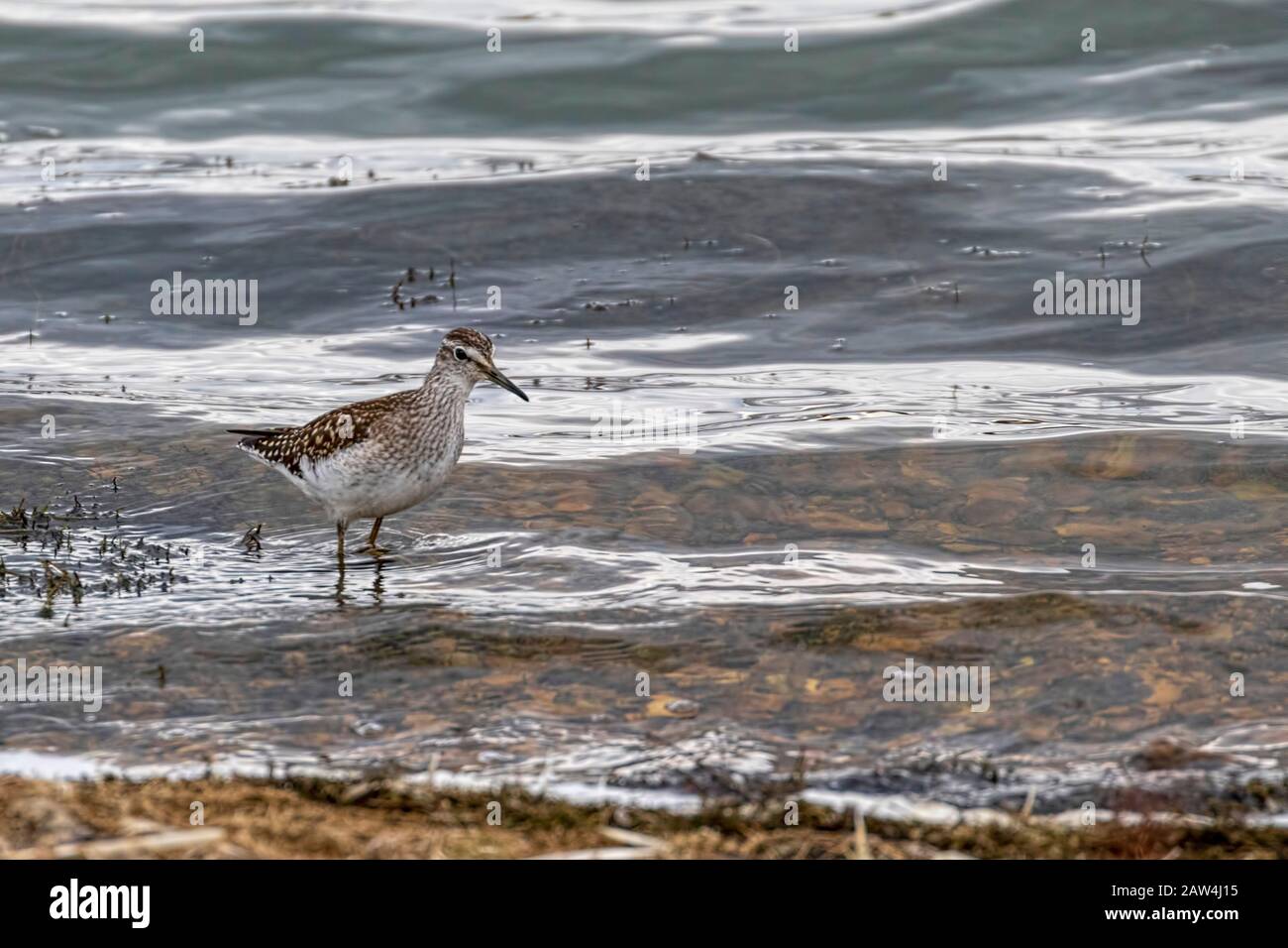 Ein Sandpiper aus Holz Stockfoto