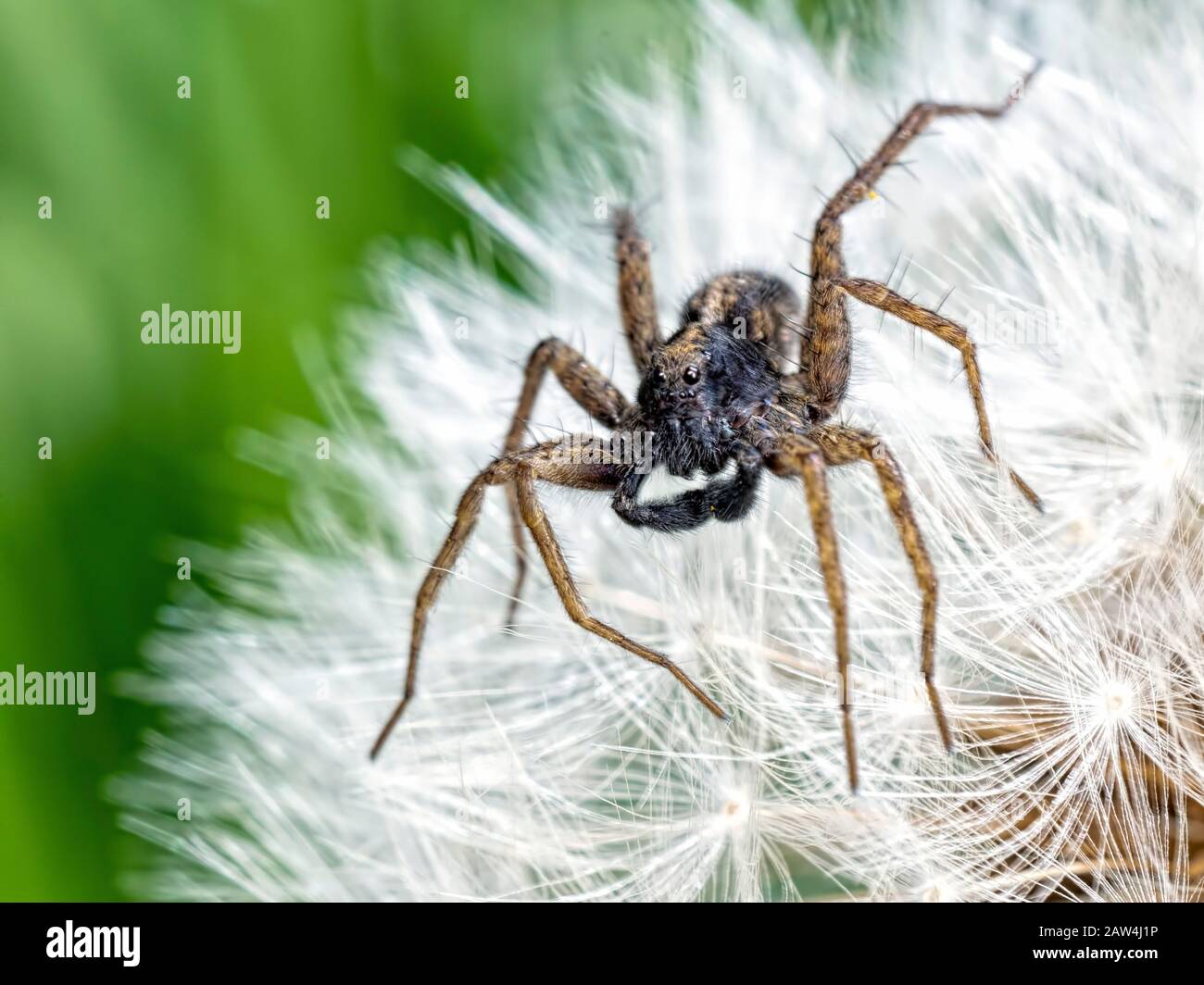 Ein Wolf Spider, der auf einer Löwenzahn sitzt Stockfoto