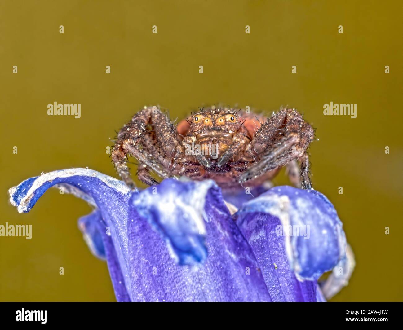Eine Krabbenspinne auf einer Blaupause Stockfoto