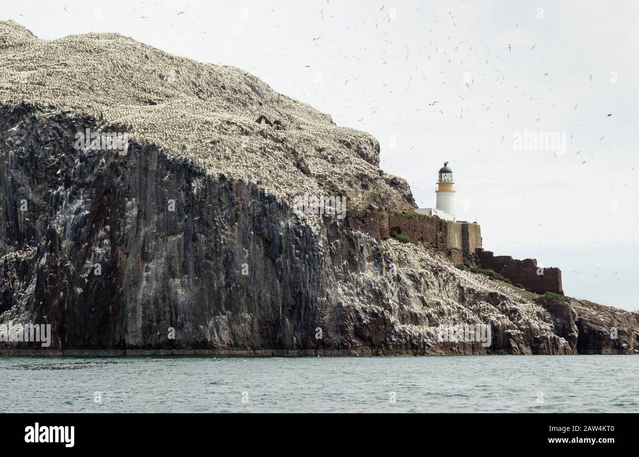 Bass Rock, im Firth of Forth, Schottland ist eine große Brutkolonie für Gannets. Es zeigt Weiß in der Sonne, nicht wegen Guano, sondern den Vögeln Stockfoto