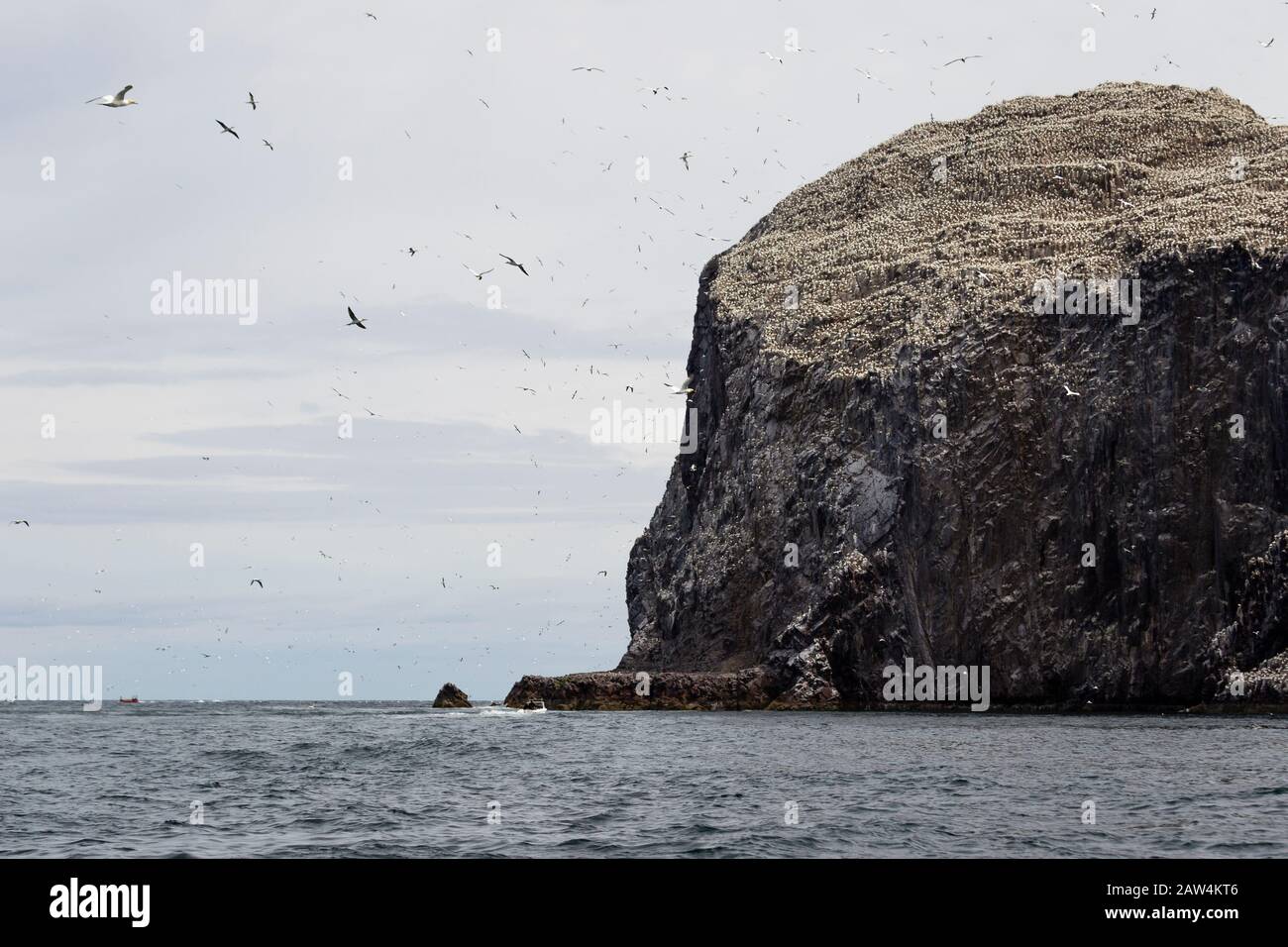 Bass Rock, im Firth of Forth, Schottland ist eine große Brutkolonie für Gannets. Es zeigt Weiß in der Sonne, nicht wegen Guano, sondern den Vögeln Stockfoto