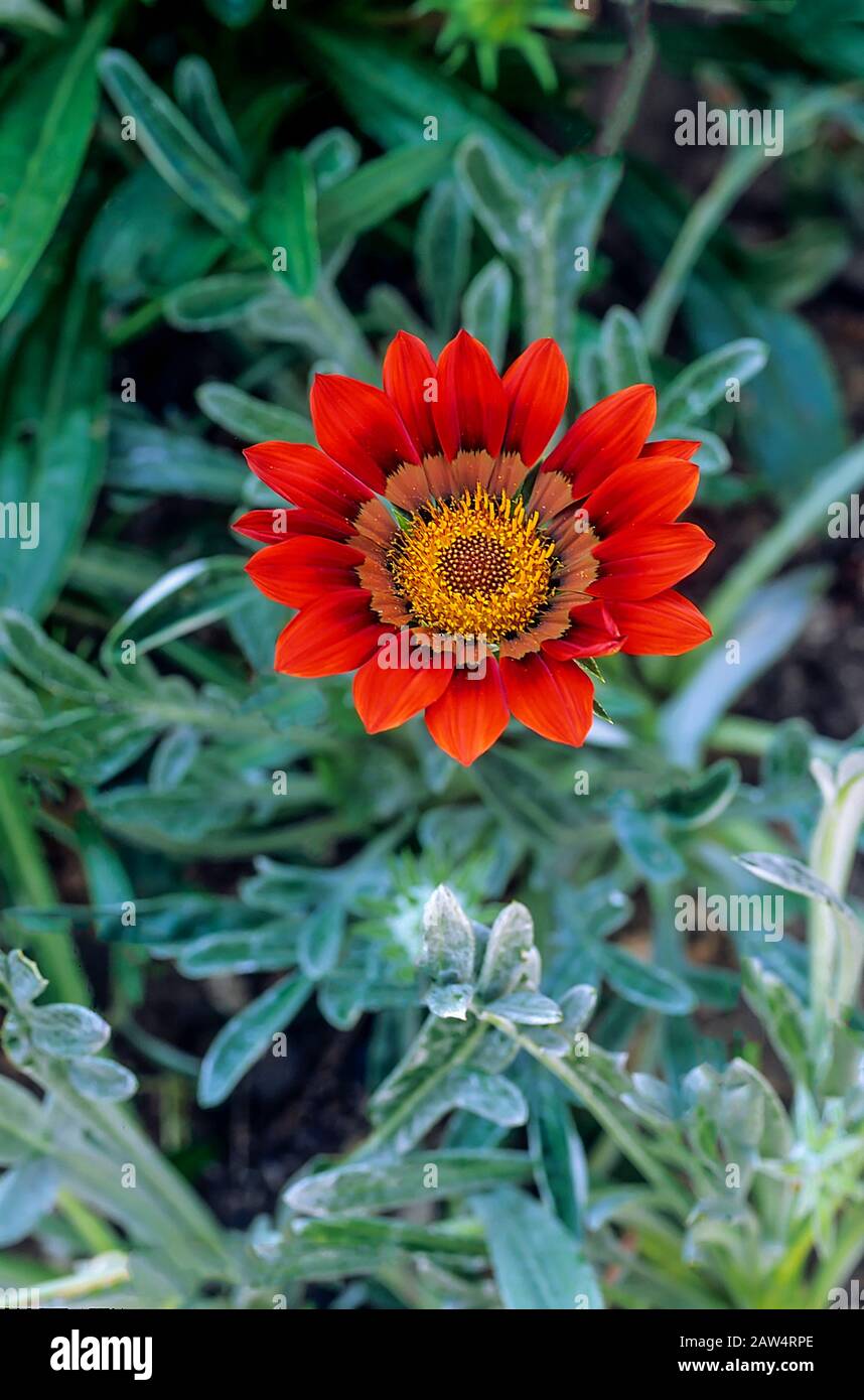 Einzelne dunkelrote Gazania Talent Series vor dem Hintergrund der Blätter. Stockfoto