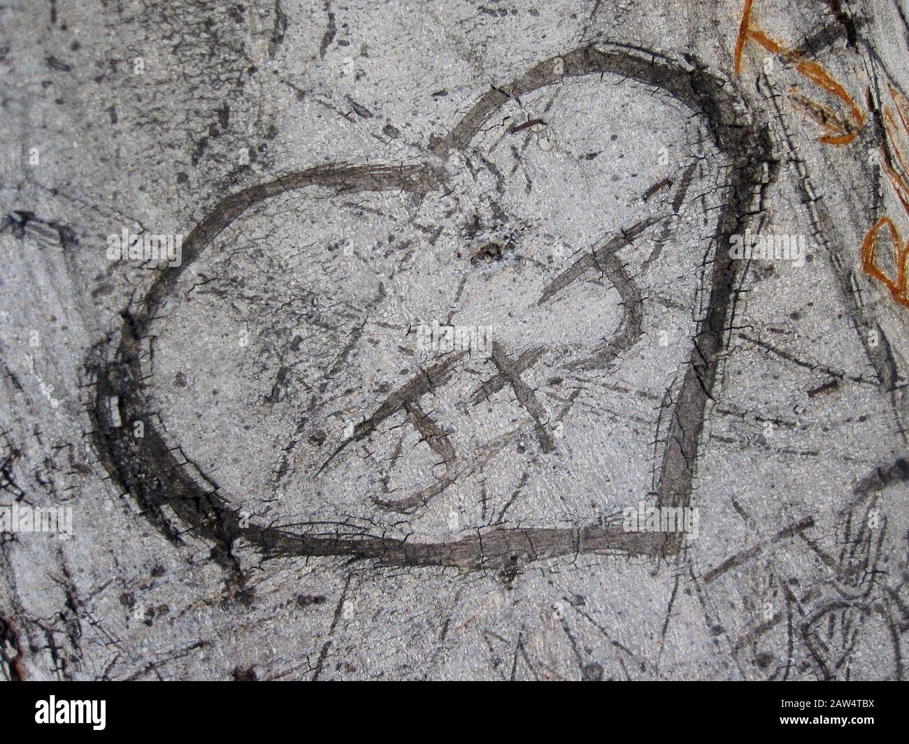 Ein Herz mit Initialen, die Liebe bedeuten, ist Karven an einem Baum. Stockfoto