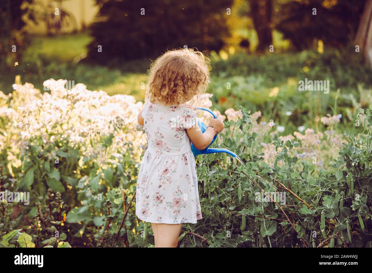 5 Jahre altes Mädchen, das am sonnigen Abend Erbsenpflanzen in einem kleinen Biobaugarten wässert. Nachhaltiges Lifestyle-Konzept. Stockfoto