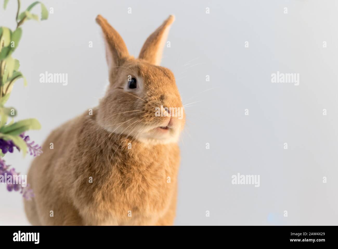 Rufus Bunny Rabbit im Osterfrühling mit weichem, einfachem Hintergrund Stockfoto