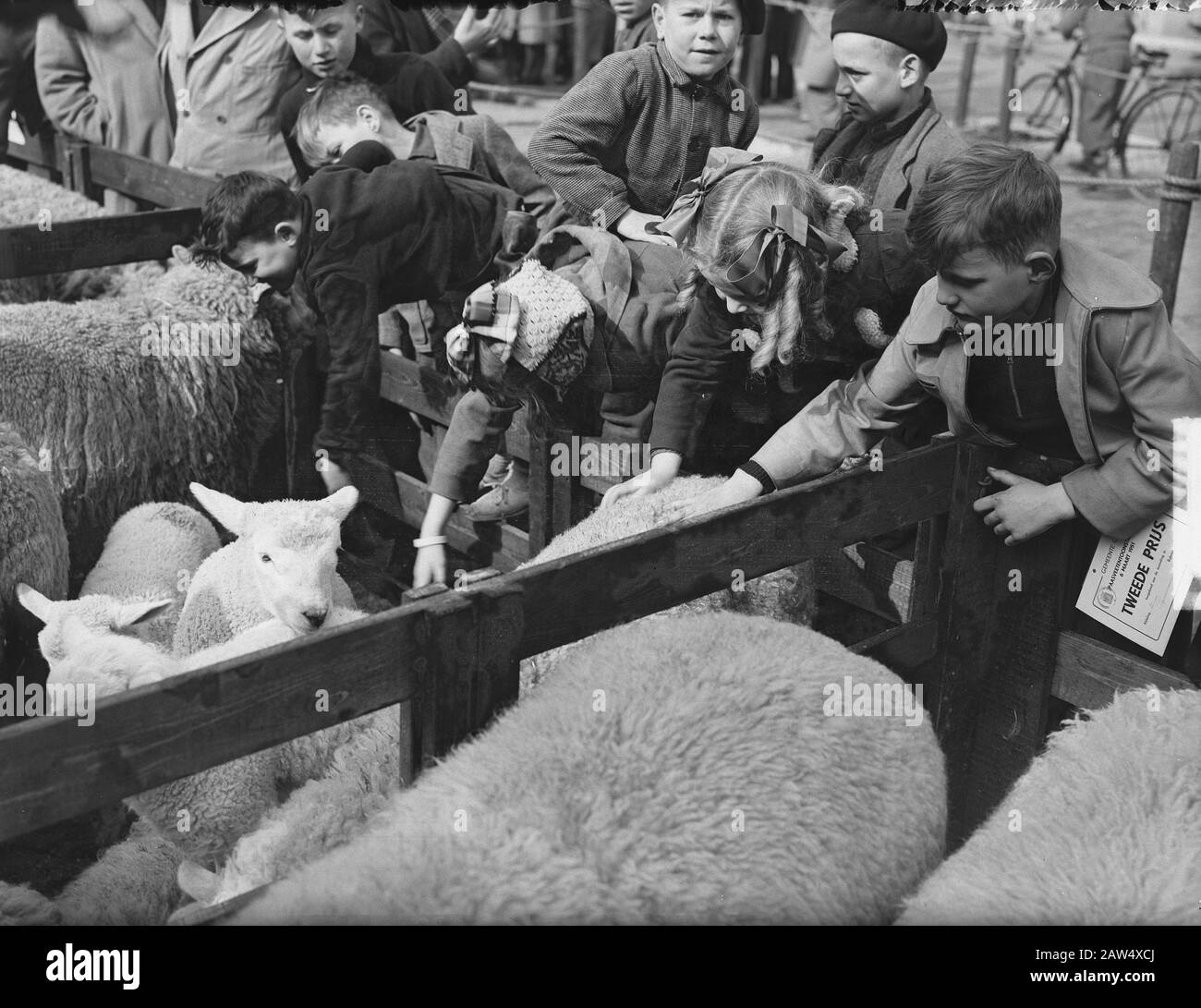 Oster Cattle Market in Goes Datum: 6. März 1951 Ort: Goes Keywords: Kinder, Käfige, Schafe Stockfoto