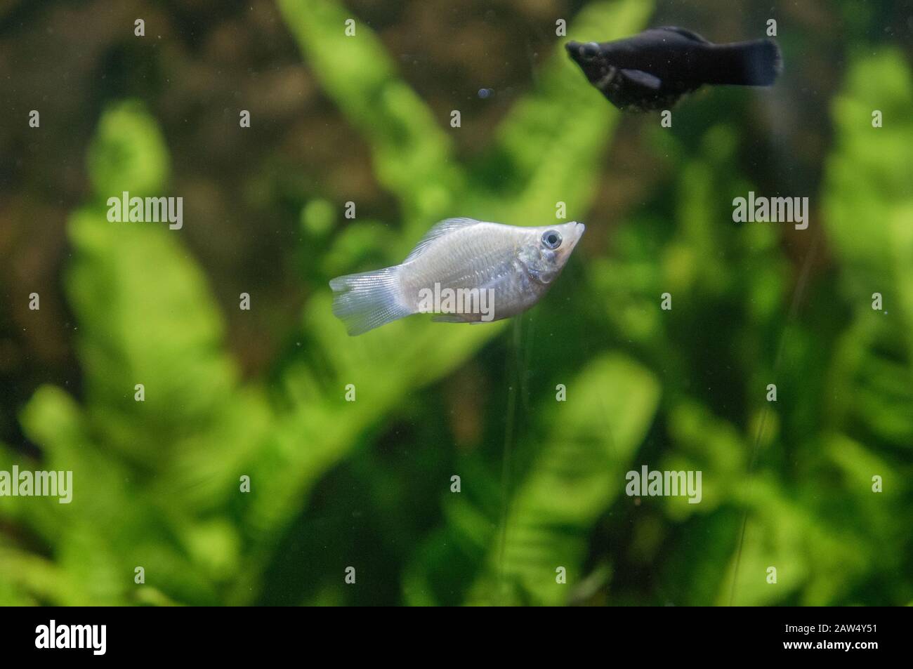 Albino-Tiger barb Süßwasserfische in einem tropischen Aquarium in Makro. Schwarzer Molly Fisch im Hintergrund in künstlichem Licht mit grünen Blättern verschwommen Stockfoto