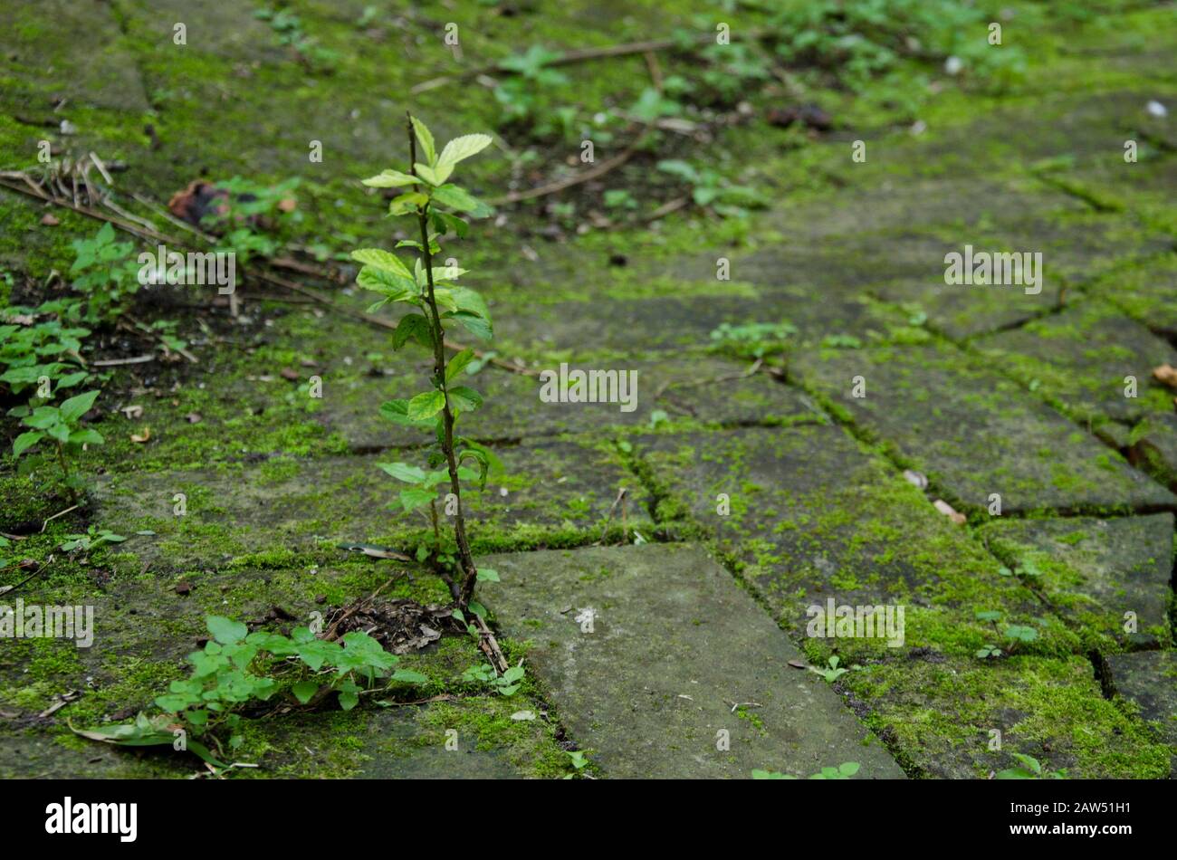 Kleine grüne Pflanze, die in einem Loch zwischen mosigen Backsteinen wächst Stockfoto