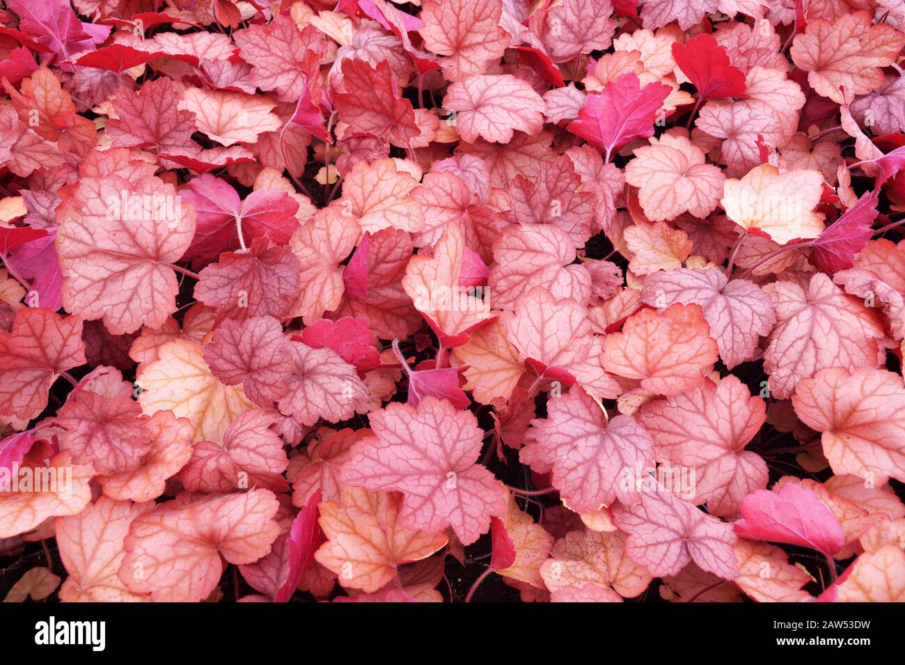 Gartengeschäft. Heucherella, eine äußerst beliebte, immergrüne Gartenanlage. Heucherella und Tiarella Kreuzwort. Er kommt in vielen Farben und Formen von lea vor Stockfoto