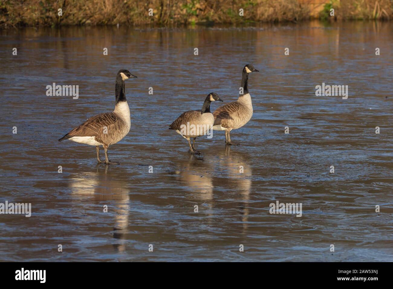 Kanada Gänse auf einem gefrorenen See in Yorkshire, England. Stockfoto