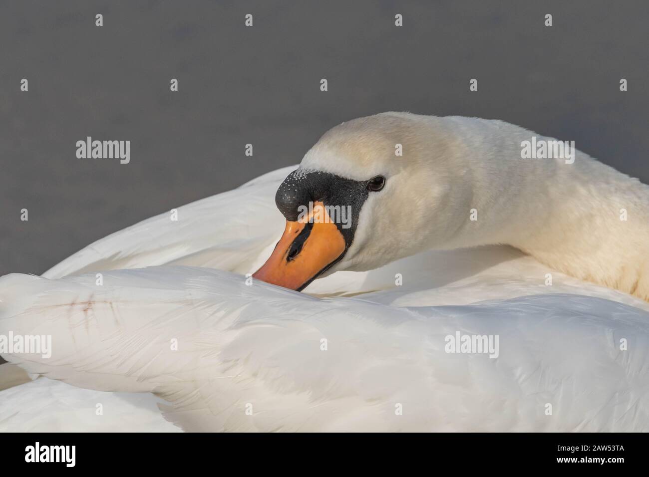 Ein stummer Schwanenkopf aus der Nähe. Der Schwan hat den Hals über den Körper während der Präenisierung gedreht. Stockfoto