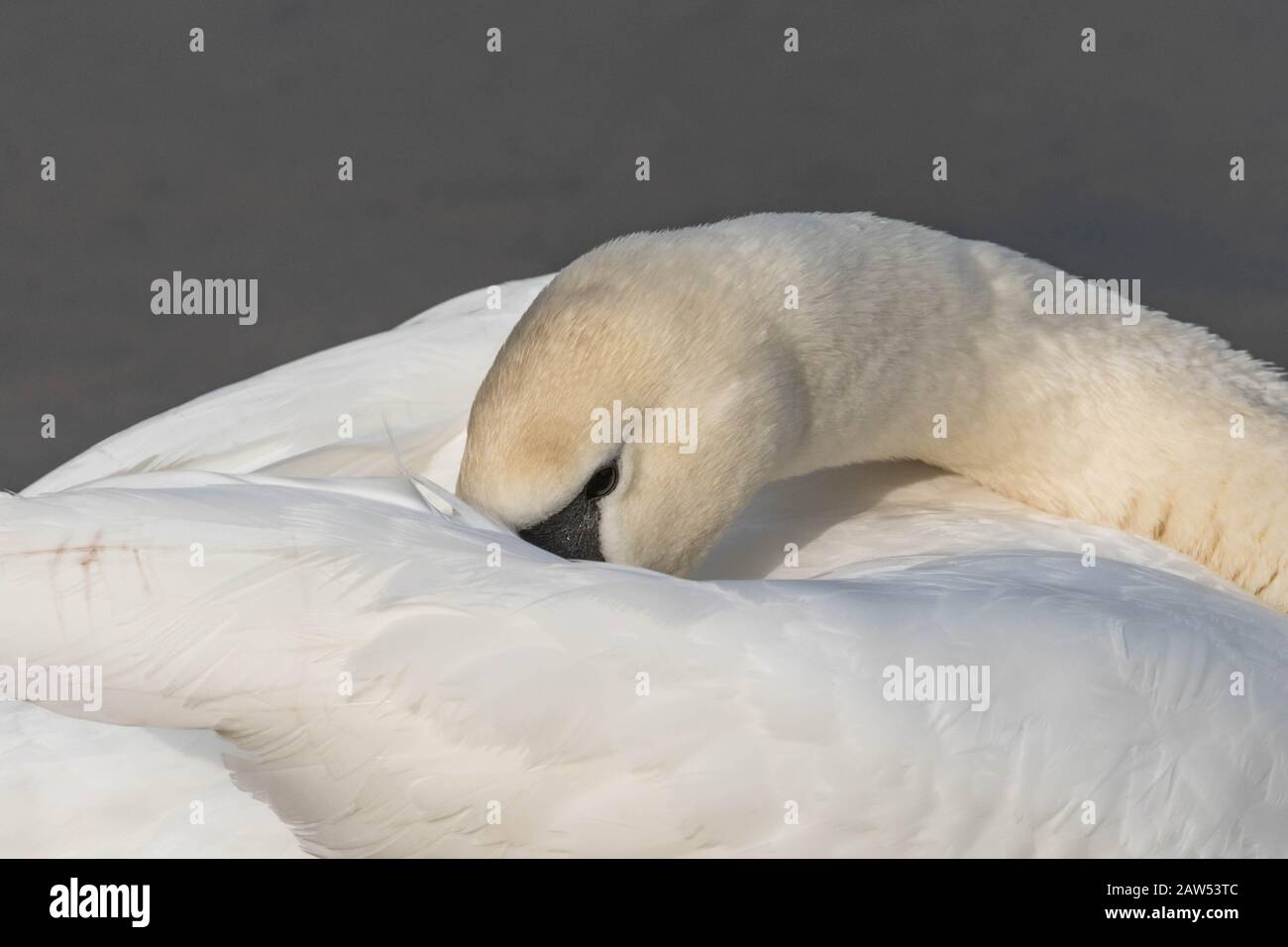 Ein stummer Schwanenkopf aus der Nähe. Der Schwan hat den Hals über den Körper während der Präenisierung gedreht. Stockfoto