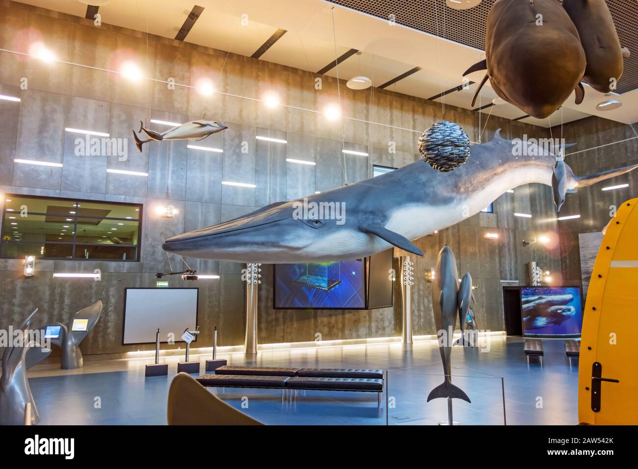 Canical, Portugal - 5. Juni 2013: Museum da Baleia (Walmuseum). Riesiges blaues Walmodell, das von der Decke hängt. Das Museum dokumentiert die Geschichte der Walmgeschichte Stockfoto