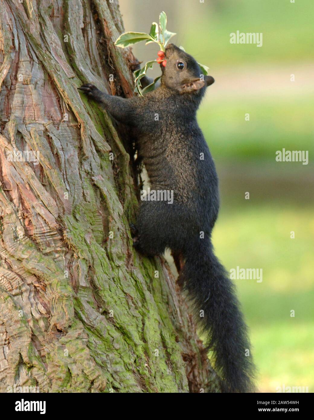 Ein schwarzes Hörnchen in der Waldlandschaft in Hitchin Hertfordshire. Das schwarze Gleithörnchen ist dieselbe Art wie die grauen buschig behauenen Kreaturen, die von Park- und Waldwanderungen bekannt sind. Abgesehen von der Farbe haben schwarze Eichhörnchen die gleiche Größe, das gleiche Verhalten und den gleichen Lebensraum wie Grautöne. Stockfoto