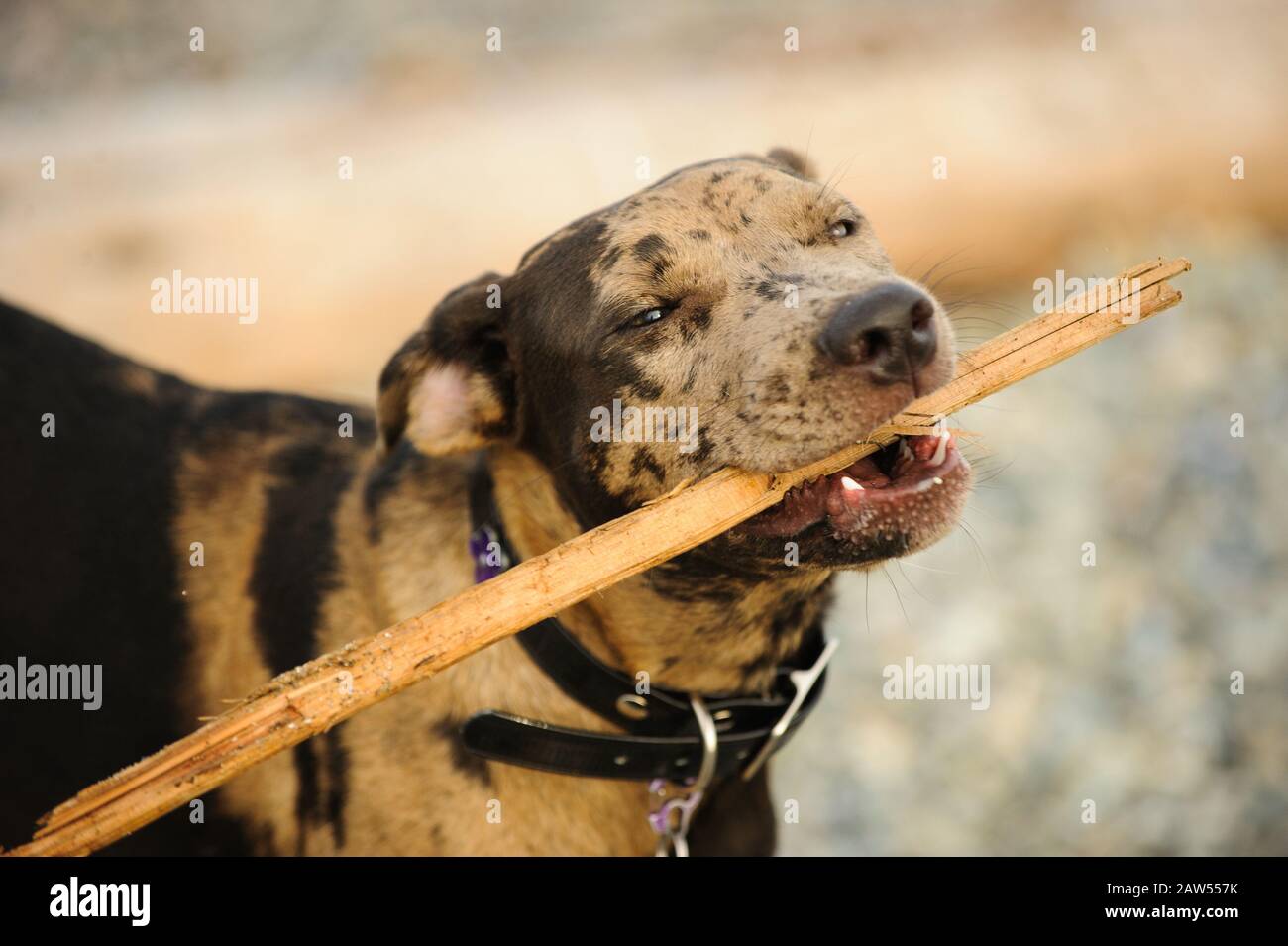 Catahoula Leopard Dog Outdoor-Porträt Stockfoto